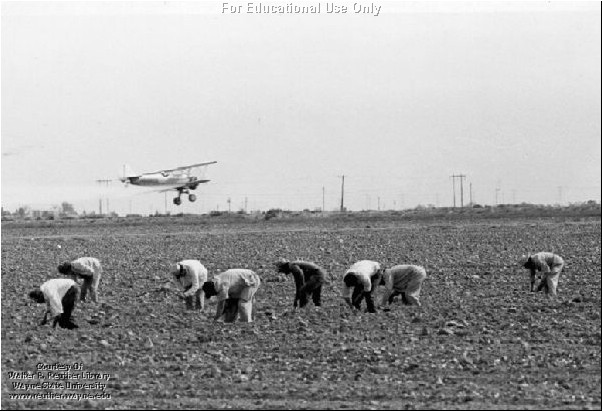 [Image: cropduster_workers,72,greaves,ufw.jpg]