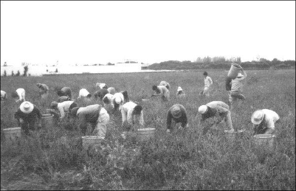 Migrant workers in the field