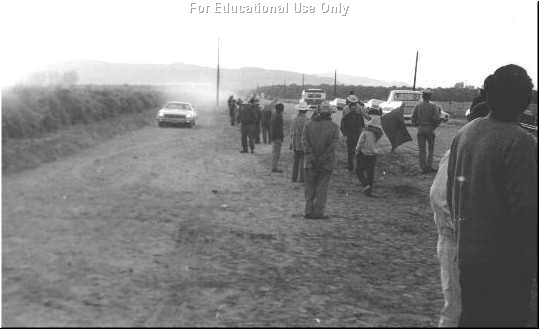Strikers in the field in the early morning during the 1973 grape strike.