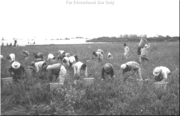 Farmworkers Picking Chilis