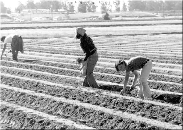 Farm Workers with Short-Handled Hoes